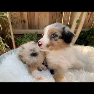 Meet your Posher, Isabella